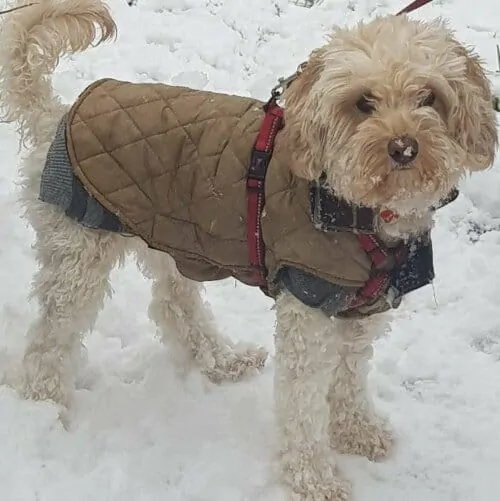 cavapoo teddy bear