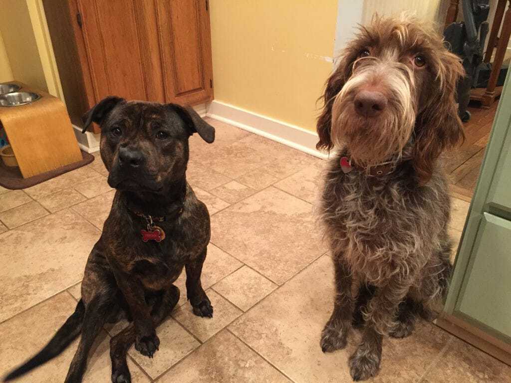 Wirehaired Pointing Griffon Breed Information - 11 Things to Know 5 Wirehaired Pointing Griffon Breed Information - 11 Things to Know 5