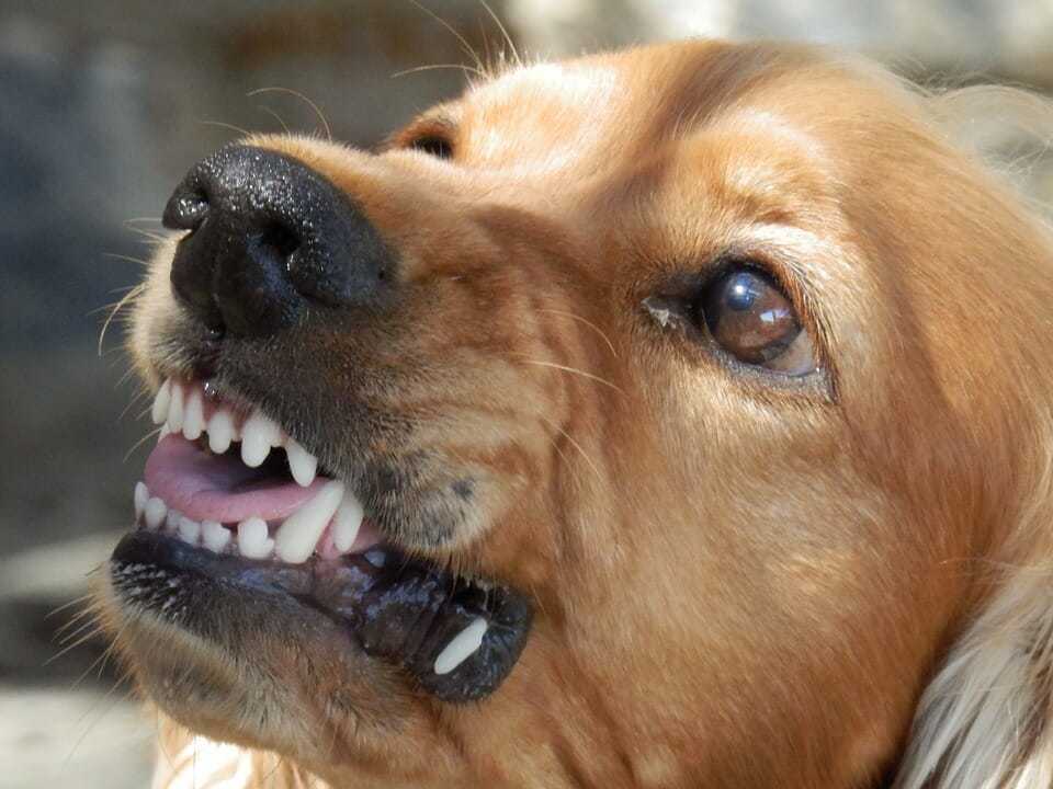 10 Common Dog Behavior Problems and How To End Them 8 10 Common Dog Behavior Problems and How To End Them 8