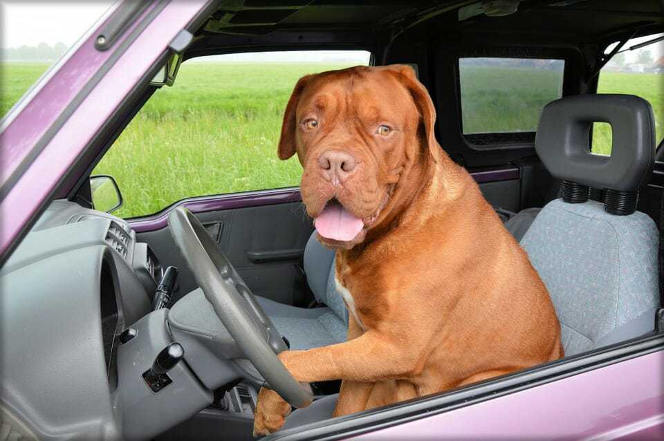 10 Common Dog Behavior Problems and How To End Them 7 10 Common Dog Behavior Problems and How To End Them 7
