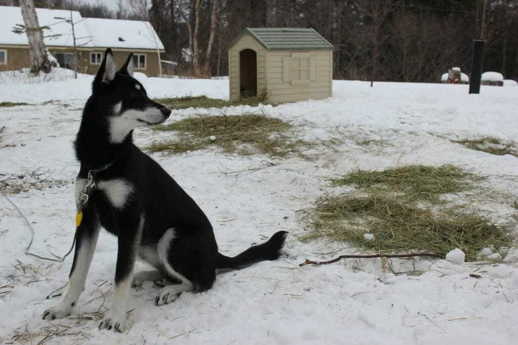 How to Potty Train Your Dog - Without A Crate 2