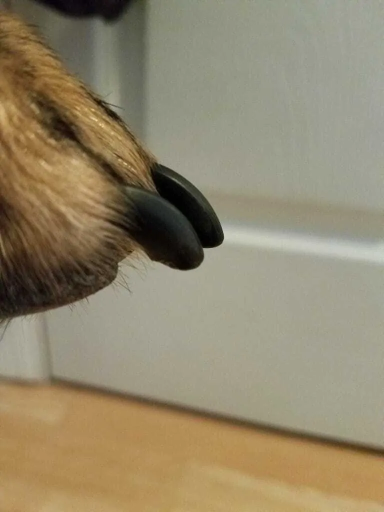 How To Trim Dog Nails 2