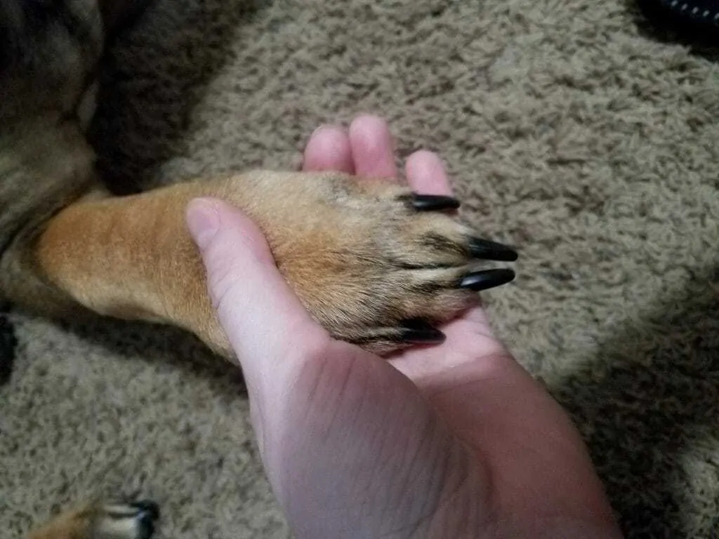 How To Trim Dog Nails 4