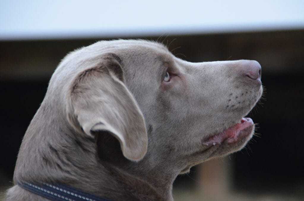 how to breed silver labradors