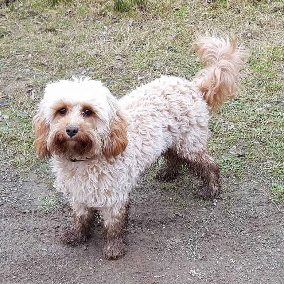 cavapoo shedding