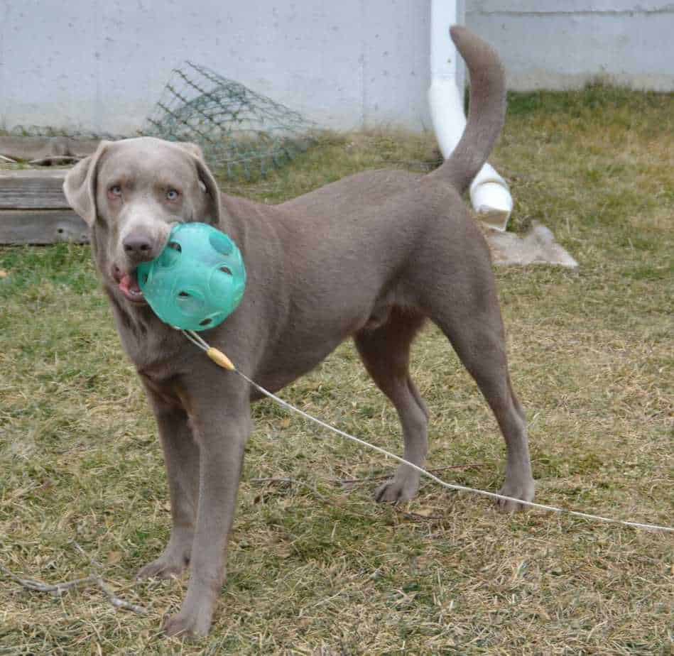 silver lab male