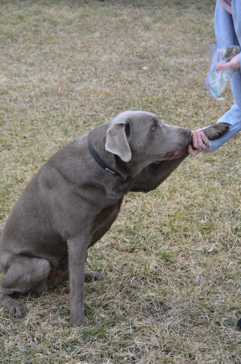 Silver Lab Breed Information 13 Things About Silver Labs to Know