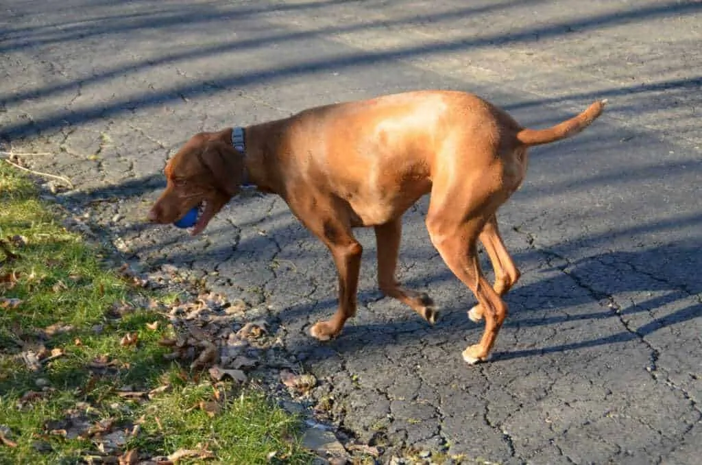 13 Things You Should Know about the Vizsla 3