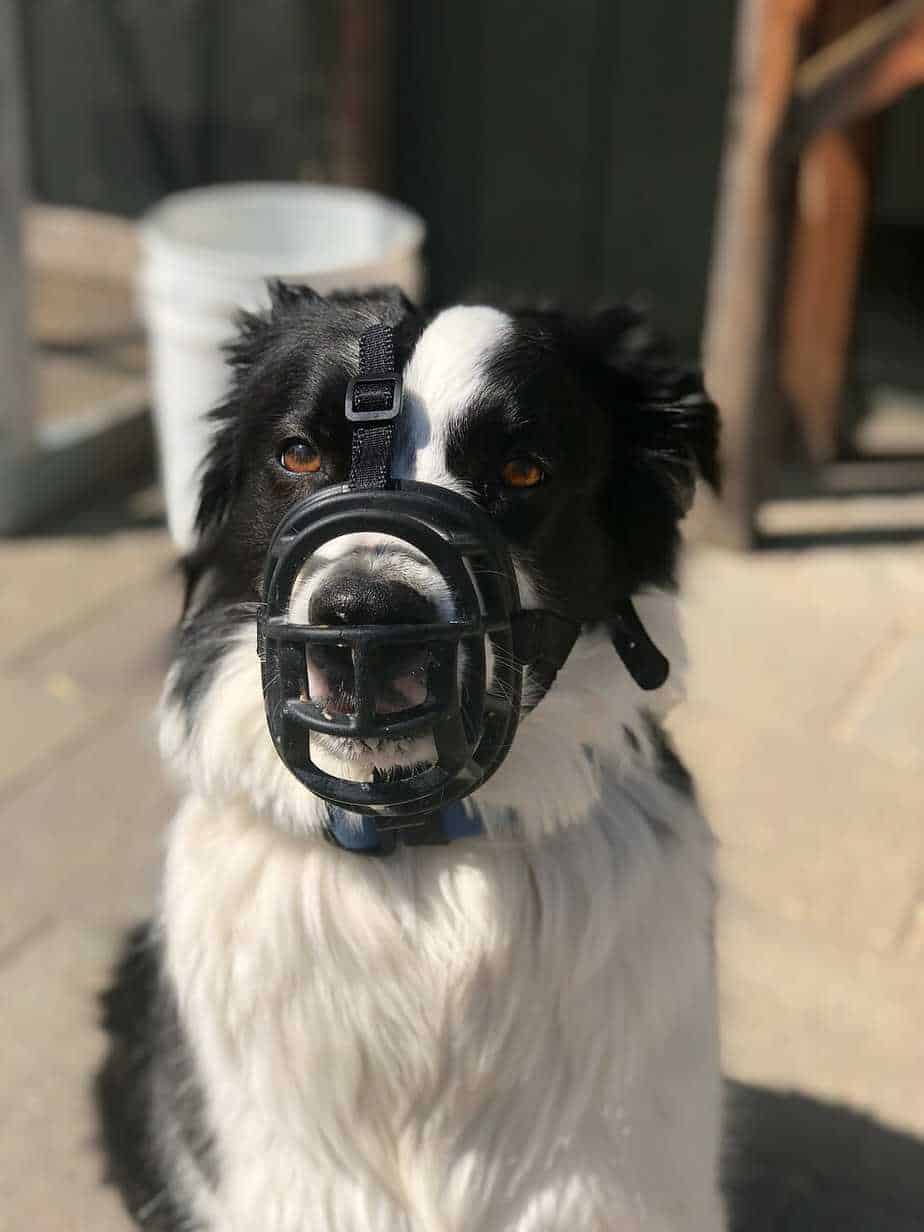 When to use Dog Muzzles and How to Get Your Dog Used to Wearing a Muzzle Your Dog Advisor