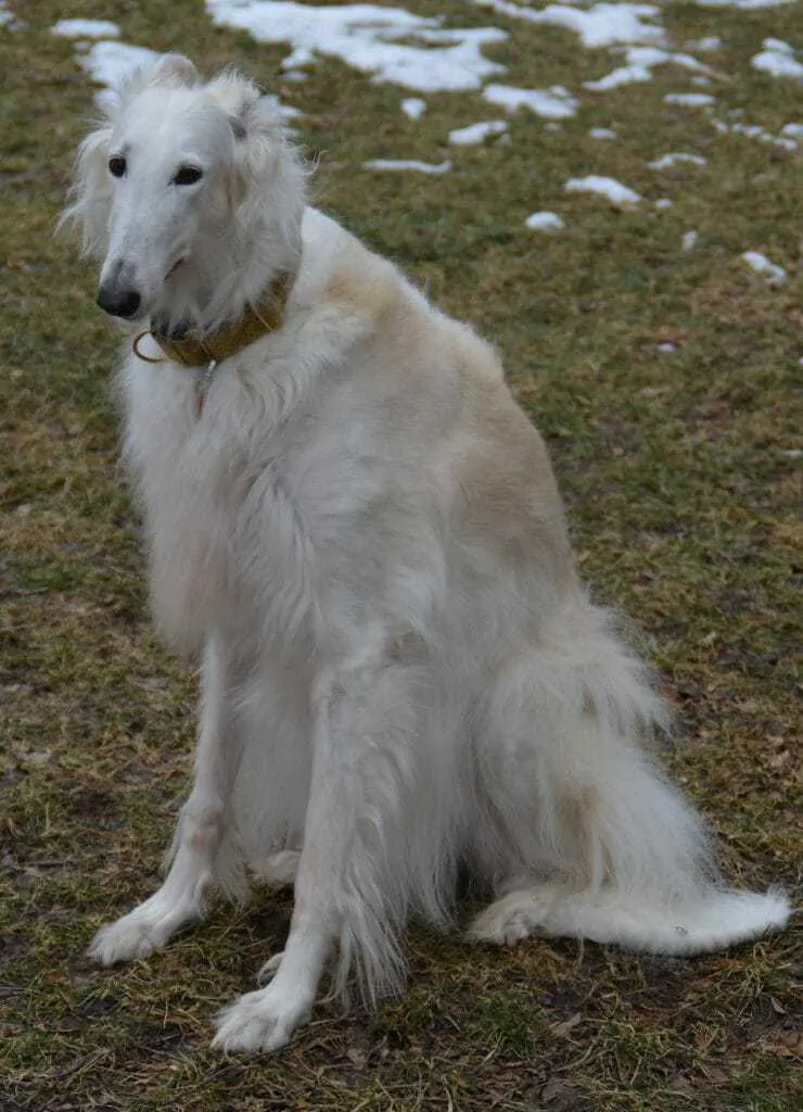 Borzoi Breed Information - 12 Facts to Know 3