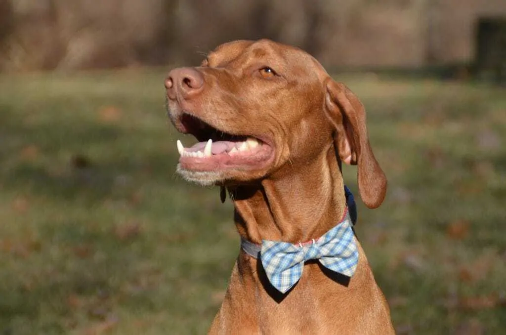 13 Things You Should Know about the Vizsla 1