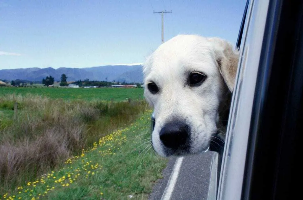 20 Tips for Helping Your Dog Cope Better with a Car Journey 1