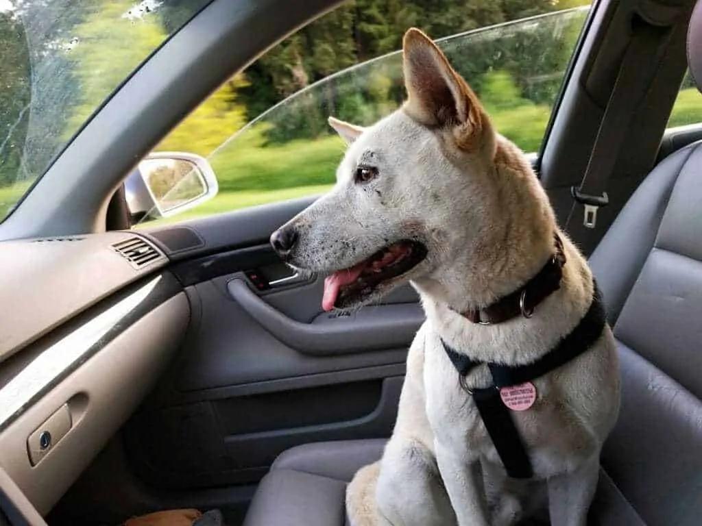 20 Tips for Helping Your Dog Cope Better with a Car Journey 9