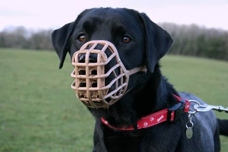 When to use Dog Muzzles and How to Get Your Dog Used to Wearing a
