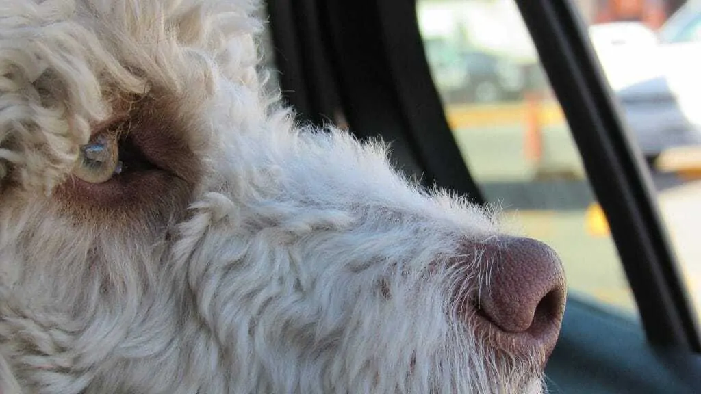 16 Tips for Helping Your Dog Cope with a Hot Summer 9