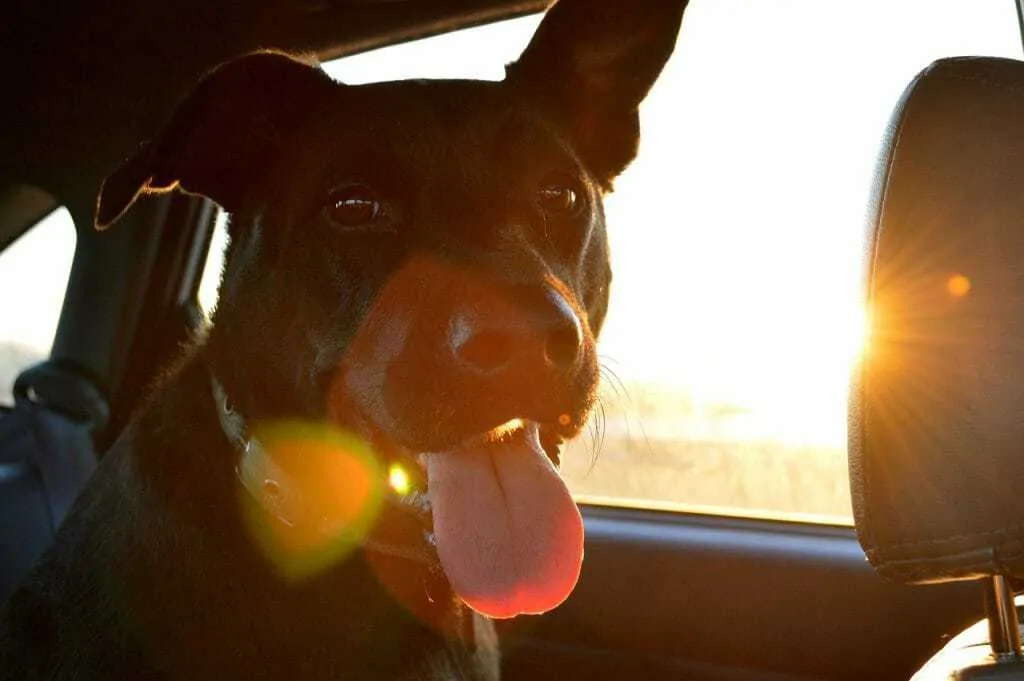 20 Tips for Helping Your Dog Cope Better with a Car Journey 2