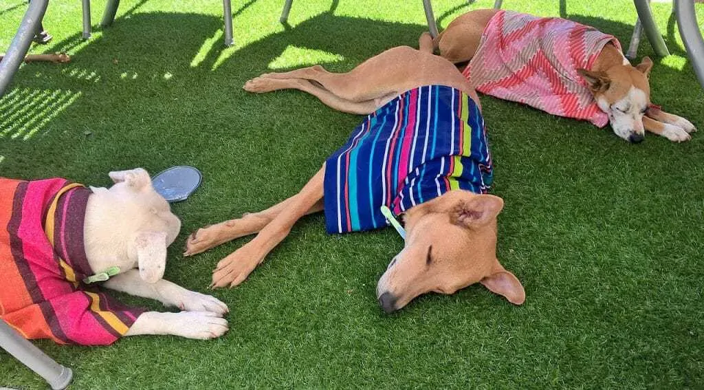 16 Tips for Helping Your Dog Cope with a Hot Summer 4