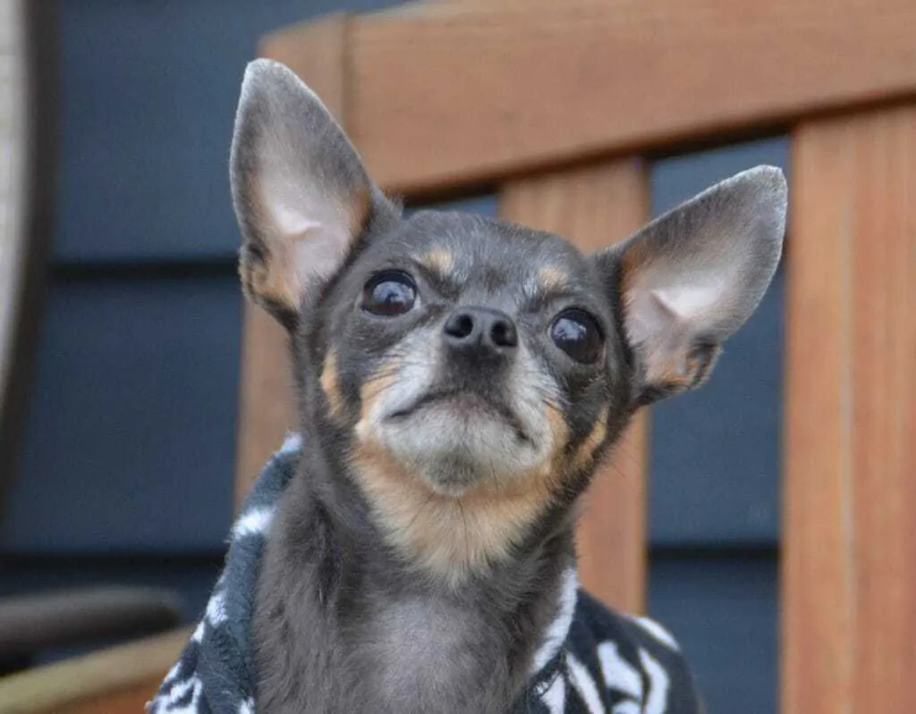 16 Things You Should Know about the Chihuahua 3