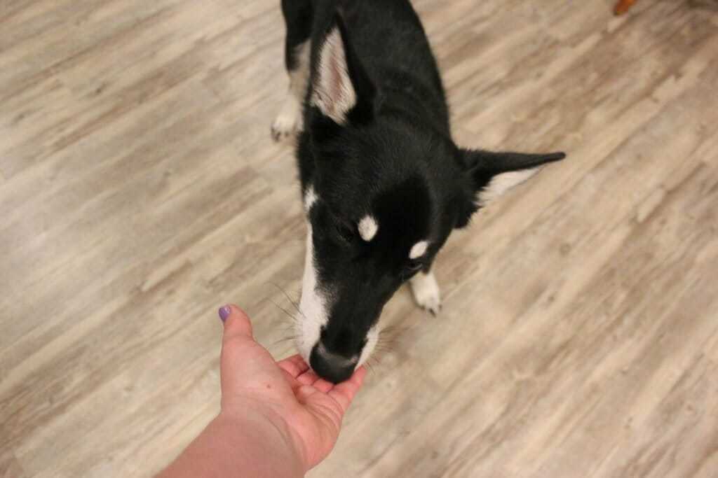 Teaching Your Dog to “Say” Yes or No Your Dog Advisor