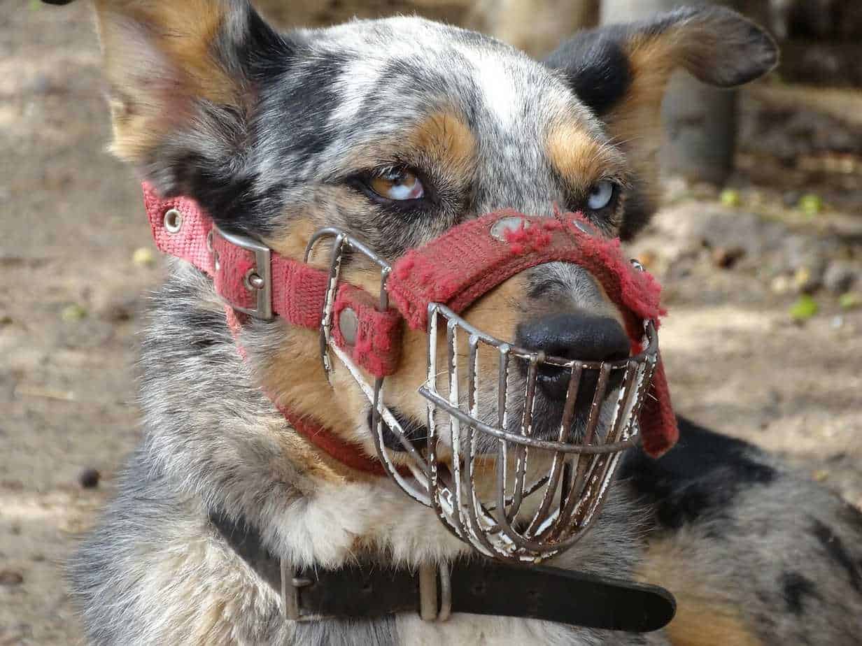 When to use Dog Muzzles and How to Get Your Dog Used to Wearing a