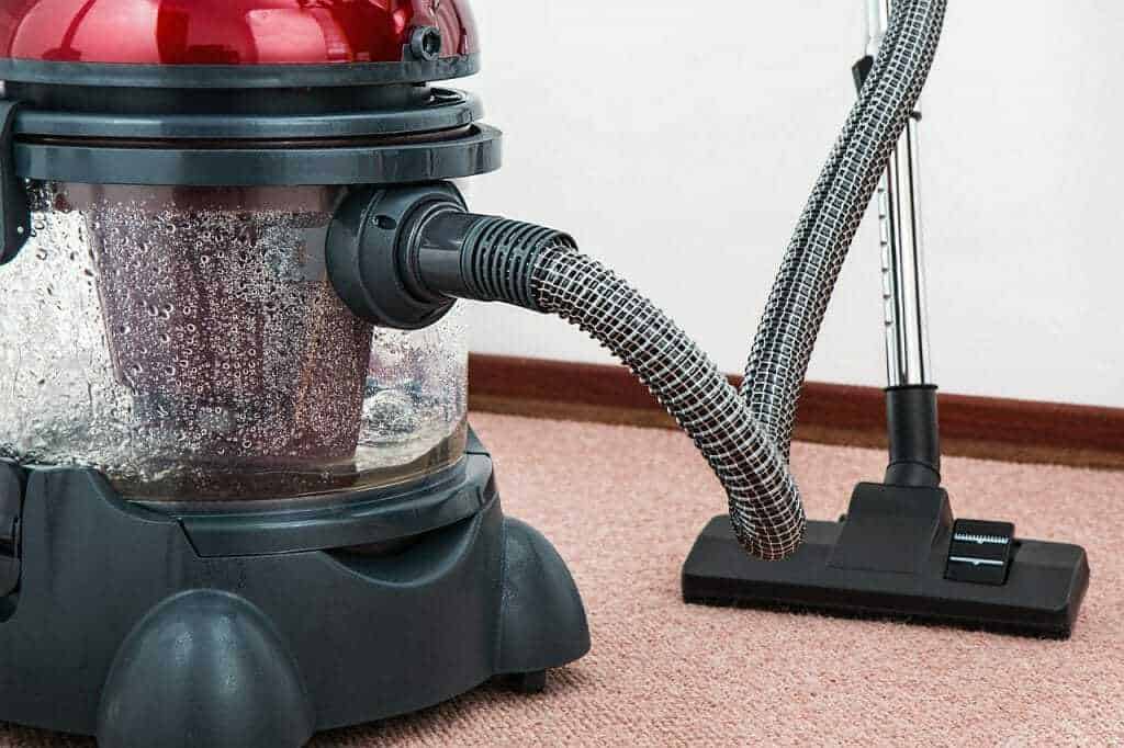 Fleas How to Keep Your Pet and Home from Getting an Infestation Your Dog Advisor