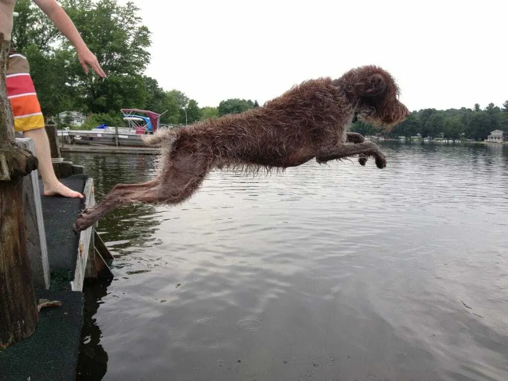 Wirehaired Pointing Griffon Breed Information - 11 Things to Know 2