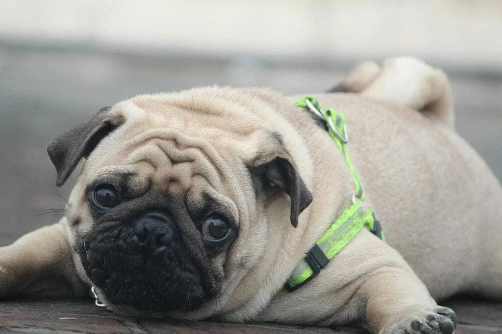 Dog Obesity Is More Common Than You Think: Tips for Helping Your Dog Lose Weight 3