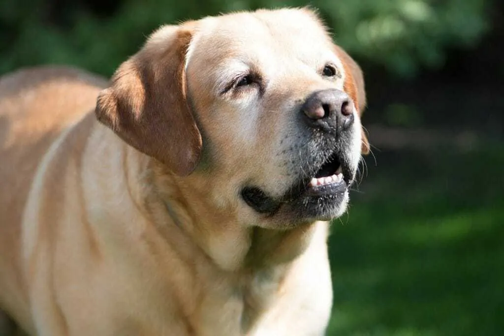 Dog Obesity Is More Common Than You Think: Tips for Helping Your Dog Lose Weight 4