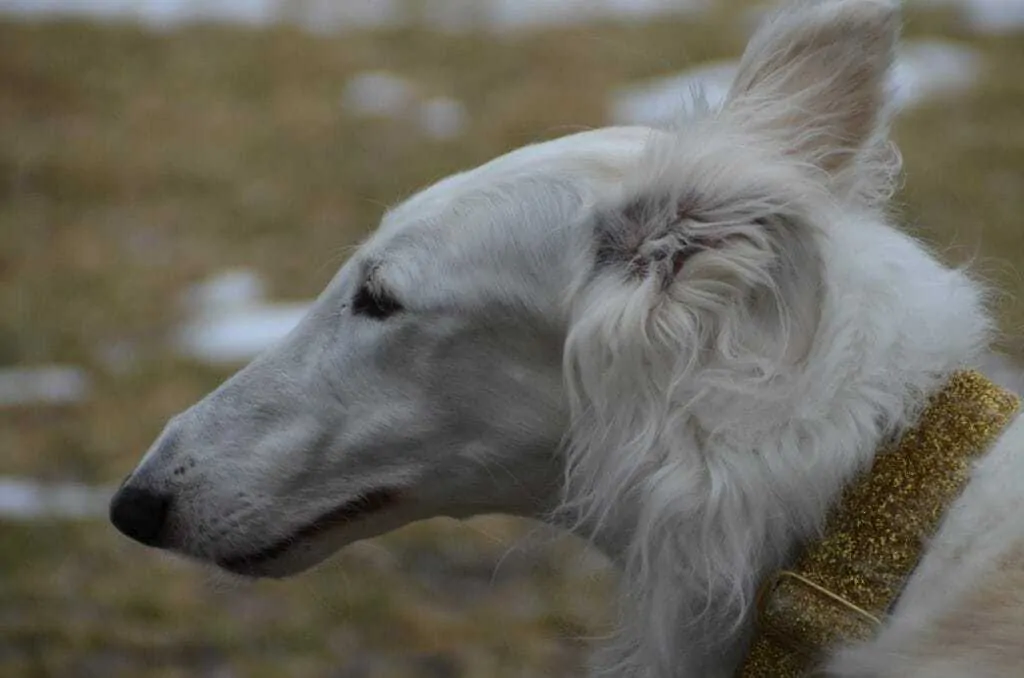 Borzoi Breed Information - 12 Facts to Know 2