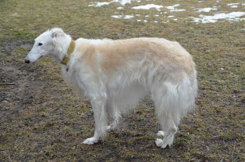 Borzoi Breed Information - 12 Facts to Know 1