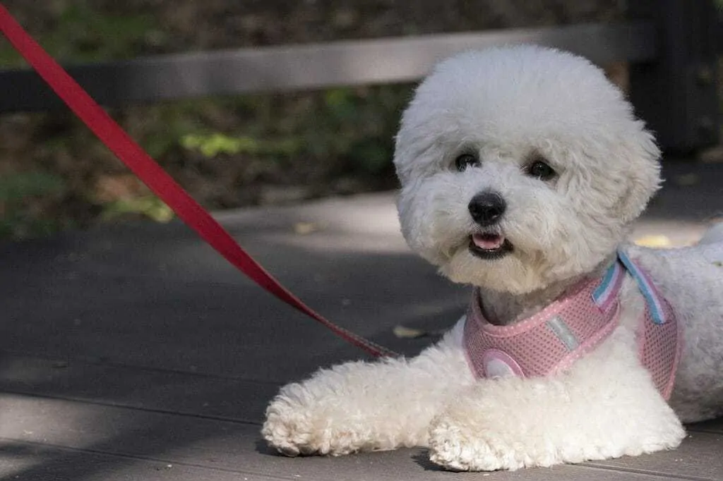 Best harness 2024 for bichon frise