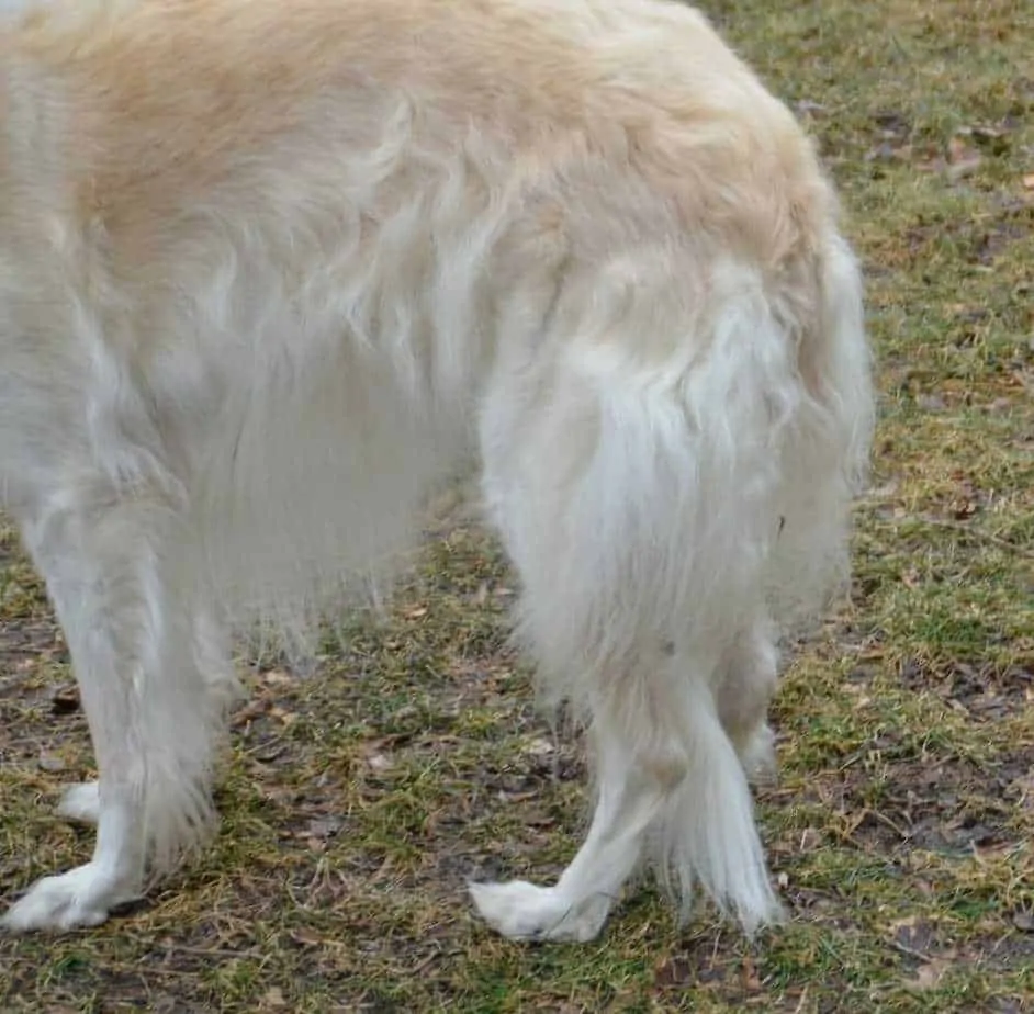 Borzoi Breed Information - 12 Facts to Know 4