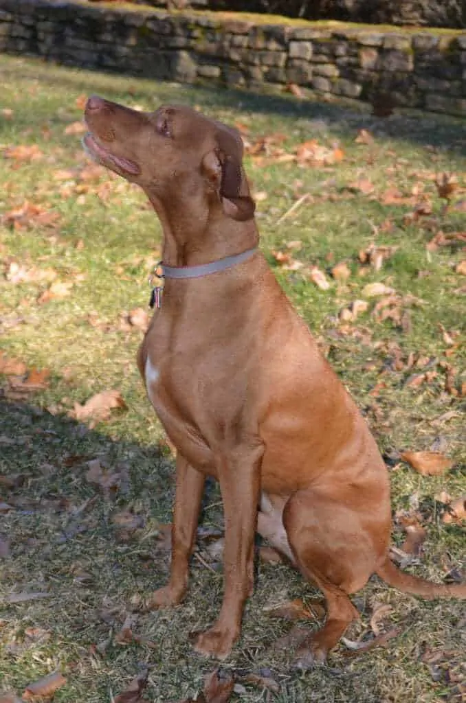 13 Things You Should Know about the Vizsla 5