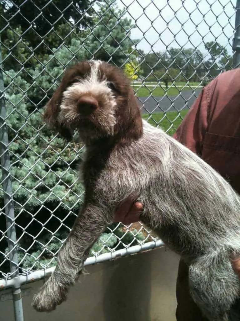 Wirehaired Pointing Griffon Breed Information - 11 Things to Know 3