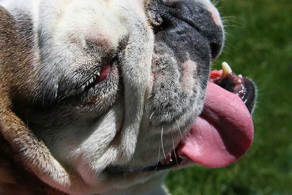 Dog Coughing? What It Means and What to Do 7