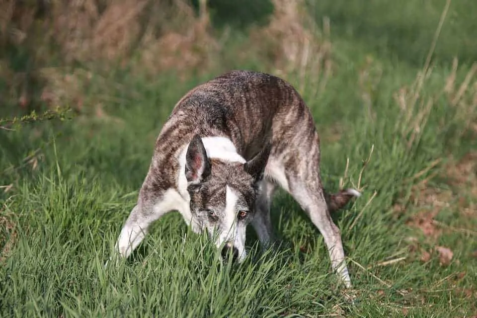 Doggy Dementia: What are the Signs and How to Handle It 7