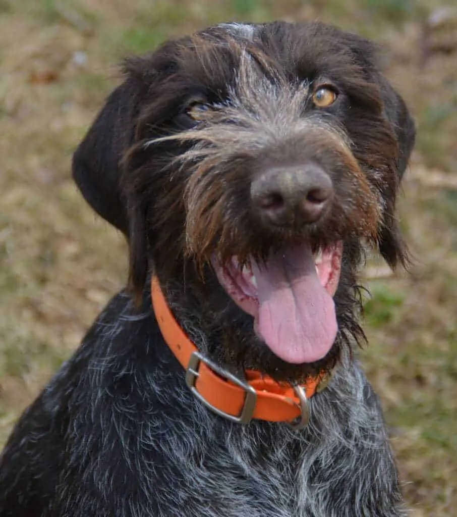 German hunting dog with hot sale beard