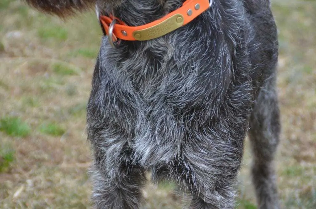 German Wirehaired Pointer Breed Information - 12 Things to Know 3