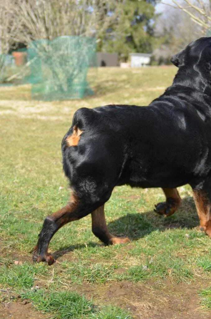 Rottweiler best sale tail docking