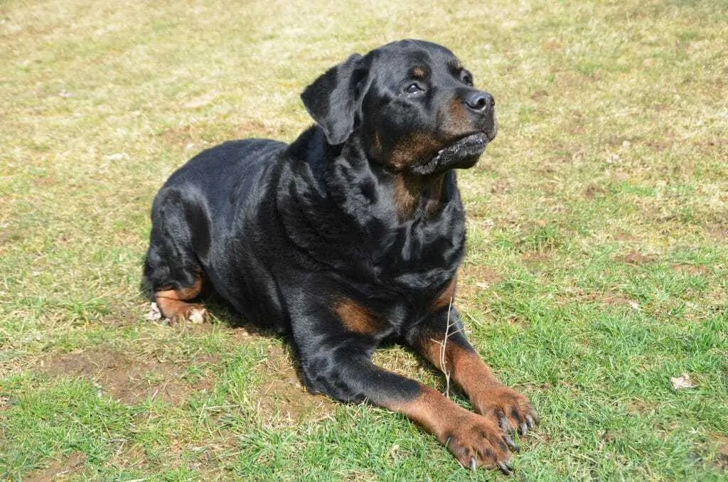 14 Things You Should Know about the Rottweiler 1