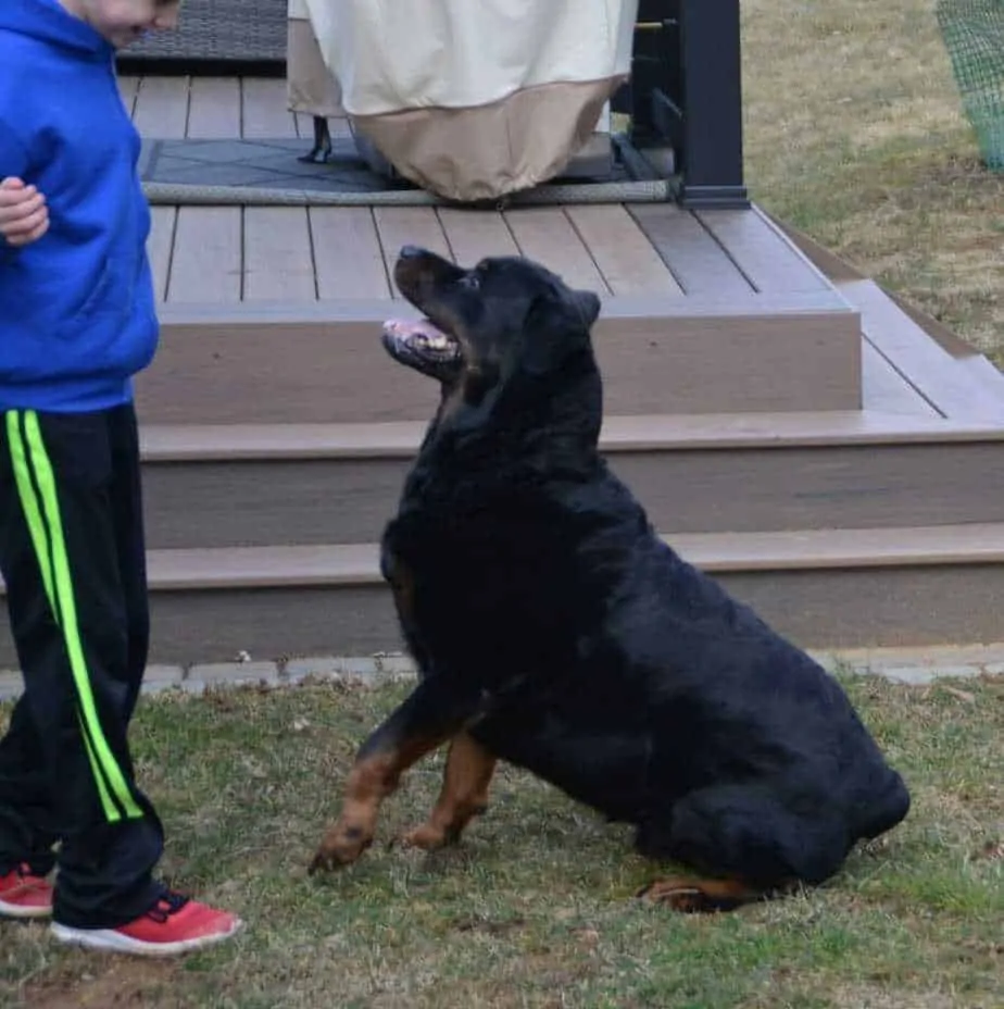 14 Things You Should Know about the Rottweiler 2