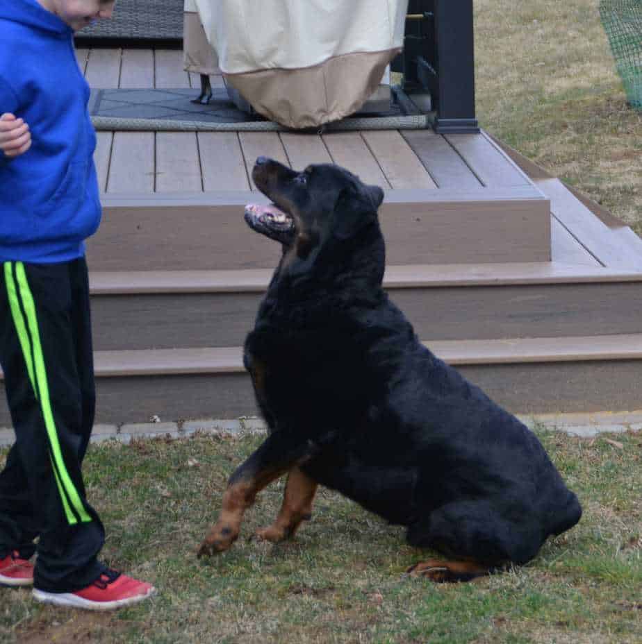 14 Things You Should Know about the Rottweiler | Your Dog Advisor