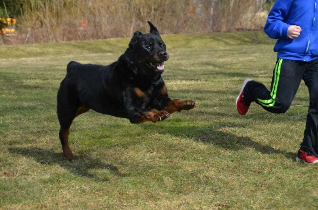 14 Things You Should Know about the Rottweiler 4