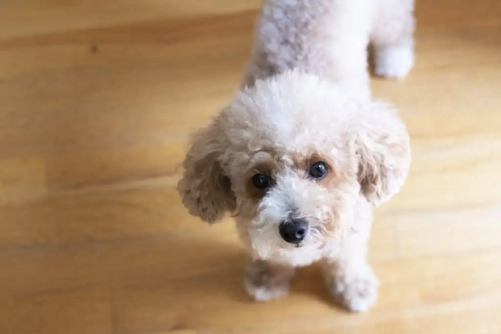 1 a white toy poodle