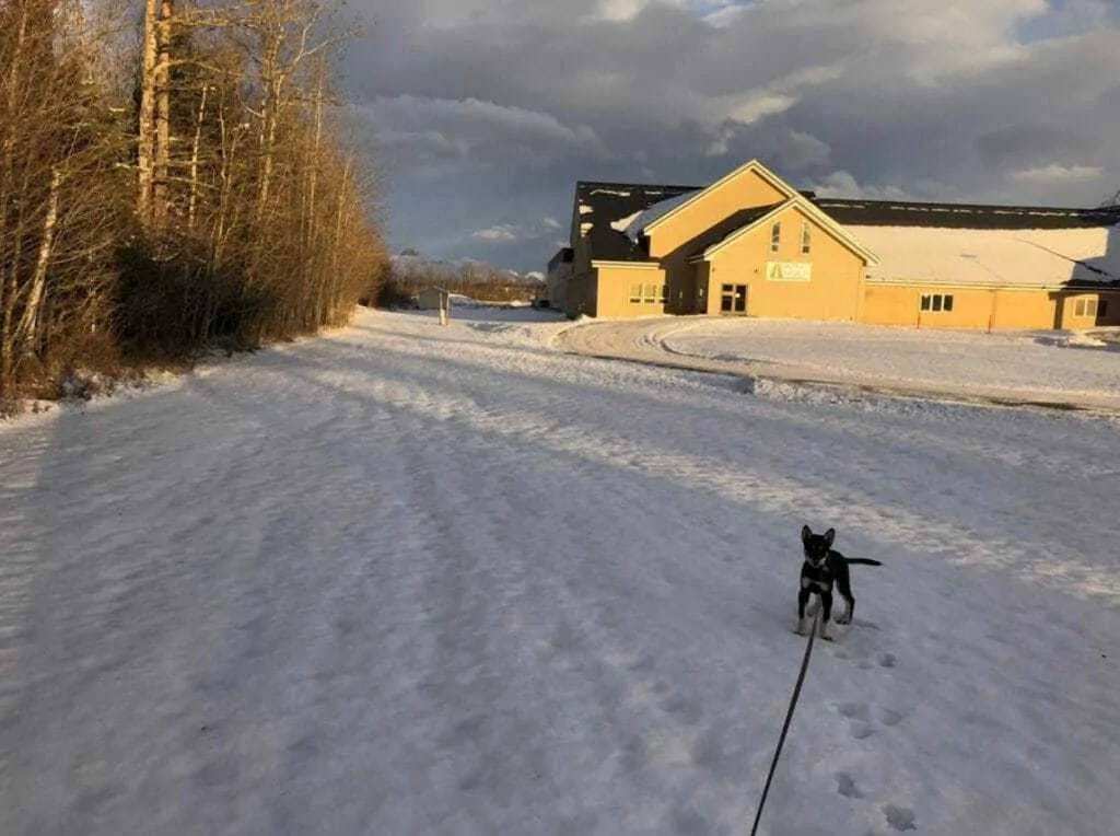 How the Best Retractable Dog Leash Healed my Relationship with My Dog 1