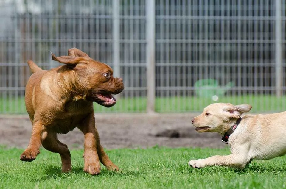 Is Dog Daycare Right for My Dog and How Do You Find a Good One? 1