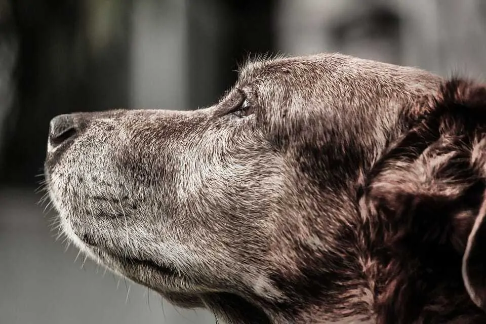 Dog Euthanasia: a Checklist to Help You Know If the Time Is Right to Say Goodbye 1