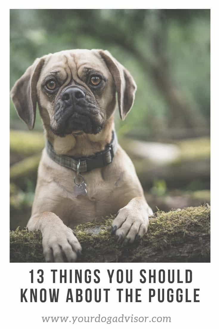 Puggle Breed Information 13 Things to Know Your Dog Advisor