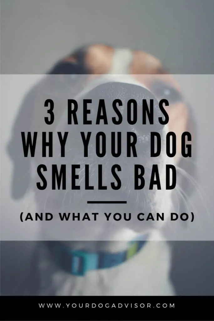 3 Reasons Why Your Dog Smells Bad (and What You Can Do) 5