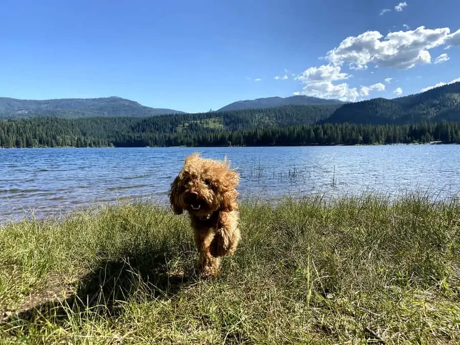 3 a toy poodle running